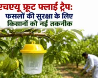 Agricultural News: एचएयू का फ्रूट फ्लाई ट्रैप: फल व सब्जियों को कीटों से बचाने की असरदार तकनीक