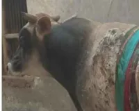 संदिग्ध परिस्थितियों में झुलसा गोवंश, लोगो में रोष