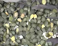 Kachua: कोलकाता एयरपोर्ट पर 707 जिंदा कछुए बरामद, यात्री गिरफ्तार