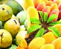 Aam Mahotsav: लखनऊ में सजेगा उत्तर प्रदेश आम महोत्सव, सीएम योगी करेंगे शुभारंभ