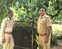 मीरापुर क्षेत्र में तेंदुए की दस्तक से ग्रामीणों में दहशत, खेड़ी सराय में लगाया गया पिंजरा
