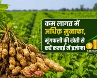 Groundnut Farming: वैज्ञानिक तरीके से करें मूंगफली की खेती, बढ़ाएं मुनाफा