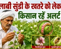 Agriculture News: गुलाबी सुंडी के खतरे को लेकर कृषि विभाग ने किसानों को किया अलर्ट, जारी की एडवाइजरी