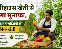 Agricultural News: पॉलीहाउस खेती से बढ़ाएं मुनाफा जानें शिमला मिर्च, चेरी टमाटर और बिना बीज वाले खीरे की उन्नत खेती