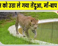 Leopard News: तेंदुए का आतंक! माँ-बाप के सामने से 5 वर्ष की मासूम को उठा ले गया तेंदुआ