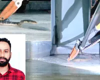 Snake News: जाखल में 3 दिन से अलमारी के नीचे छिपा था 'साइलेंट किलर' कॉमन करैत, नवजोत ढिल्लों ने सूझबूझ से किया रेस्क्यू, टाला बड़ा हादसा