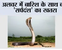 Snake News: अलवर में बारिश के साथ बढ़ा 'सर्पदंश' का खतरा, एक ही दिन में तीन लोग जहरीले सांप के शिकार