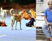 Stray Dogs Menace: आवारा कुत्तों के आतंक से सहमे शहरवासी, रोजाना 20-25 लोग हो रहे शिकार