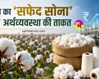 White Gold News: भारत का 'सफेद सोना' बना अर्थव्यवस्था की ताकत, ग्लोबल फाइबर उत्पादन में करीब 19% रही हिस्सेदारी 