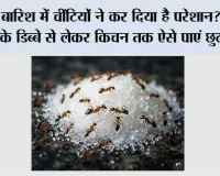 Ants In Sugar Container: बारिश में चींटियों ने कर दिया है परेशान? चीनी के डिब्बे से लेकर किचन तक ऐसे पाएं छुटकारा