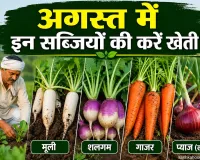 Vegetable farming: अगस्त में इन सब्जियों की करें खेती! जानें बुआई का सही समय व ऐसे करें खेत तैयार
