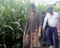 Sweet Corn Farming: टिहरी में ‘कॉर्न विलेज’ मॉडल से खेती को नई उड़ान, स्वीट कॉर्न से किसानों की बढ़ेगी आमदनी
