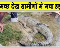 Crocodile News: ग्रामीणों को दिखा मगरमच्छ, मची हलचल; वन विभाग को दी गई सूचना