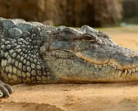 Crocodile News: कैंप में घुसा छह फीट लंबा मगरमच्छ, मची अफरा-तफरी