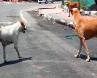 Dog Attack: आवारा कुत्ते ने 3 साल की बच्ची पर किया हमला, चेहरे पर लगे 12 टांके