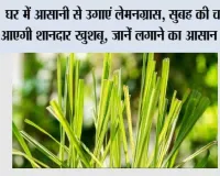घर में आसानी से उगाएं लेमनग्रास, सुबह की चाय में आएगी शानदार खुशबू, जानें लगाने का आसान तरीका