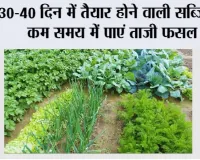 Farming Tips: 30-40 दिन में तैयार होने वाली सब्जियां, कम समय में पाएं ताजी फसल