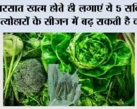 Farming Tips: बरसात खत्म होते ही लगाएं ये 5 सब्जियां, त्योहारों के सीजन में बढ़ सकती है कमाई