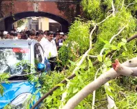 कोर्ट परिसर में गिरा यूकेलिप्टस का पेड़, कार व बाइकें क्षतिग्रस्त