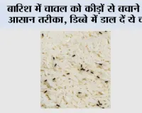 Keep Rice Safe From Insects: बारिश में चावल को कीड़ों से बचाने का आसान तरीका, डिब्बे में डाल दें ये चीजें