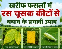 Agriculture News: खरीफ फसलों में बढ़ा रस चूसक कीटों का खतरा, जानें बचाव के प्रभावी उपाय