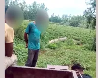 वन विभाग की मिलीभगत से प्रतिबंधित शीशम की कटाई का आरोप, वीडियो वायरल होने से मचा हड़कंप