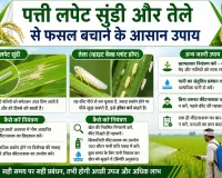Rice Pest Control: धान-बासमती में कीटों का बढ़ रहा खतरा! पत्ती लपेट सुंडी और तेले से फसल बचाने के आसान उपाय