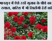 Rose Plant: मानसून में ऐसे रखें गुलाब के पौधे का खास ख्याल, बारिश में भी खिलेंगी ढेरों कलियां