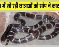 Snake News: आश्रम स्कूल में रात को सो रही थी छात्राएं, अचनाक सांप ने काटा