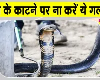 Snake News: मानसून में सांप के काटने का खतरा ज्यादा, सांप के काटने पर पहला 1 घंटा अहम