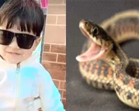 Snake Bites: घर के बाहर खेल रहे 4 साल के मासूम को कोबरा ने डंसा, मौत से परिवार में मचा कोहराम