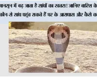 Snake Monsoon safety: मानसून में बढ़ जाता है सांपों का खतरा! जानिए बारिश के दौरान कौन-से सांप पहुंच सकते हैं घर के आसपास और कैसे करें बचाव