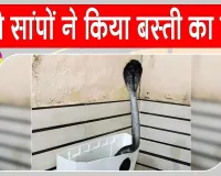 Snake News: कंकरीट साम्राज्य में सांपों को आसरा नहीं मिला तो किया बस्ती का रुख