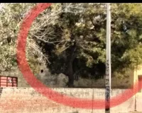 Environment: पंचायत जमीन पर लगे 25 साल पुराने 2 पेड़ काटे, जांच की मांग