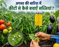 Vegetable Farming: अगस्त की बारिश और सब्जियों पर कीटों का खतरा, किसान इन उपायों से बचाएं फसल
