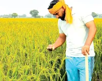 Paddy Stubble: दुन्नेवाला का सुखराज सिंह 21 एकड़ रकबे में धान की पराली का बिना आग लगाए कर रहा प्रबंधन