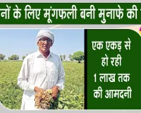 Groundnut farming: मूंगफली की खेती में अच्छी पैदावार व अच्छे भाव मिलने से खिले किसानों के चेहरे