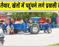 Cotton Farming: नरमा तैयार होते ही खेतों में पहुंचने लगे प्रवासी मजदूर, चुगाई शुरू