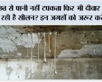 Damp wall solution: छत से पानी नहीं टपकता फिर भी दीवार पर आ रही है सीलन? इन जगहों को जरूर करें चेक