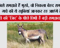 Donkey Intelligence: जिसे समझते हैं मूर्ख, वो निकला बेहद समझदार! गधे की ये खूबियां जानकर रह जाएंगे हैरान