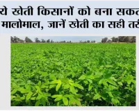 Farming Tips: ये खेती किसानों को बना सकती है मालोमाल, जानें खेती का सही तरीका
