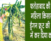 Dragon Fruit Farming: फतेहाबाद की इस महिला ने ड्रैगन फ्रूट की खेती से बदली खेती की तस्वीर, सीएम व कृषि मंत्री करेंगे सम्मानित