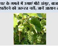Gardening Tips: घर के गमले में उगाएं मीठे अंगूर, बाजार से खरीदने की जरूरत नहीं; जानें आसान तरीका