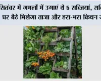 Gardening Tips: सितंबर में गमलों में उगाएं ये 5 सब्जियां, सर्दियों में घर बैठे मिलेगा ताजा और हरा-भरा किचन गार्डन