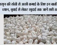 Garlic Farming: लहसुन की खेती से अच्छी कमाई के लिए इन बातों का रखें ध्यान, बुवाई से लेकर खुदाई तक जानें सही तरीका