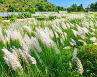 Kans Flowers Beauty: जयपुर-कूकस रोड पर खिला कांस, दिया बारिश की विदाई का संदेश