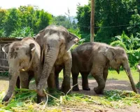 Laos Elephant Conservation: लाओस में हाथियों के इलाज और संरक्षण की नई पहल