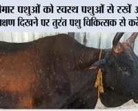 Lumpy Skin Disease: बीमार पशुओं को स्वस्थ पशुओं से रखें अलग, लक्षण दिखने पर तुरंत पशु चिकित्सक से करें संपर्क 