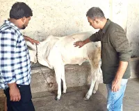Lumpy Skin Disease: लंपी स्किन से बचाव के लिए पशुपालन विभाग अलर्ट, गांवों में घर-घर जांच और टीकाकरण अभियान तेज