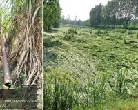 आधे घंटे के तूफान ने मचाई तबाही, खेतों में फसलें बिछीं, विद्युत पोल टूटे, आपूर्ति ठप